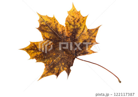 Dark brown dry autumn maple leaf isolated on white 122117387