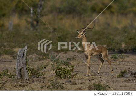 Male Impala sounding alarm 122117597