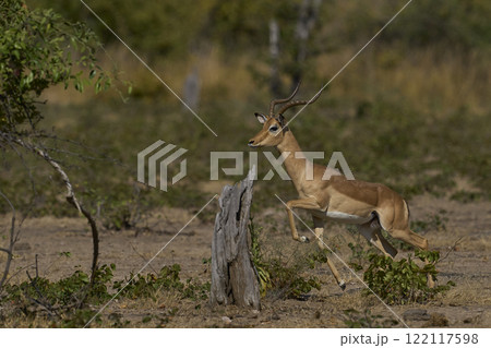 Male Impala sounding alarm Male Impala sounding alarm 122117598