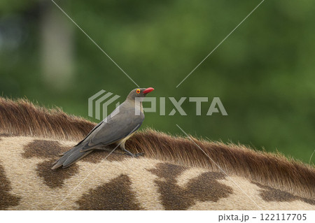 Red-billed Oxpecker on giraffe Red-billed Oxpecker on giraffe 122117705