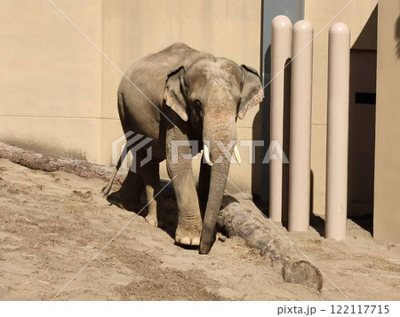 アジアゾウ アジアゾウ 122117715