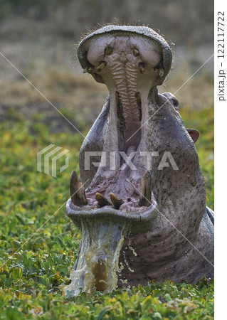 Angry male Hippopotamus 122117722