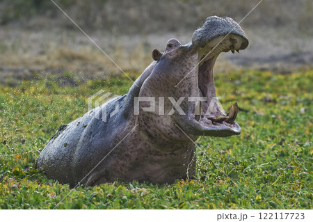 Angry male Hippopotamus 122117723