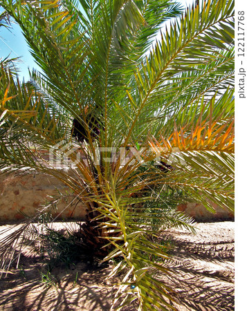 Palm tree near the fence of the oasis of the Bedouin village in Sinai Palm tree near the fence of the oasis of the Bedouin village in Sinai 122117768