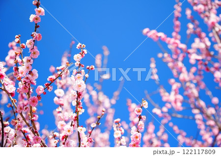 青空と紅梅　 122117809