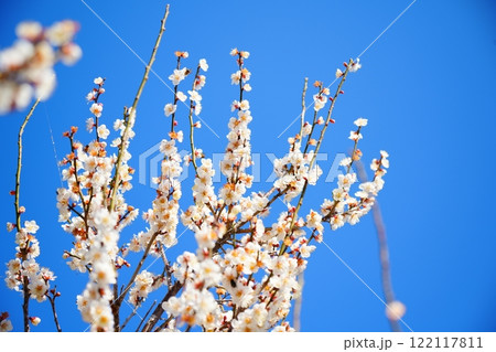 青空と梅の花 青空と梅の花 122117811