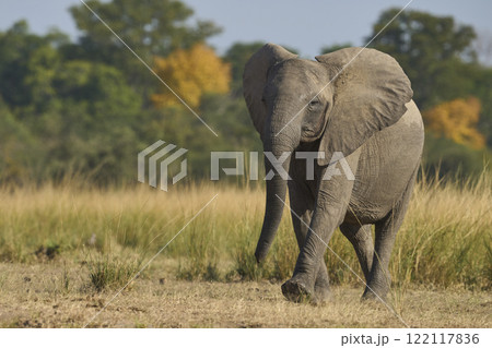African Elephant in South Luangwa National Park 122117836