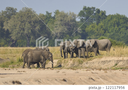 African Elephants drinking at a sand river 122117956