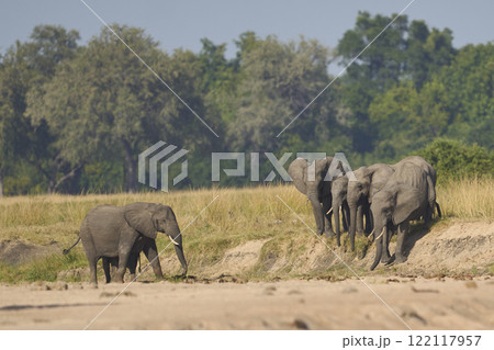 African Elephants drinking at a sand river 122117957