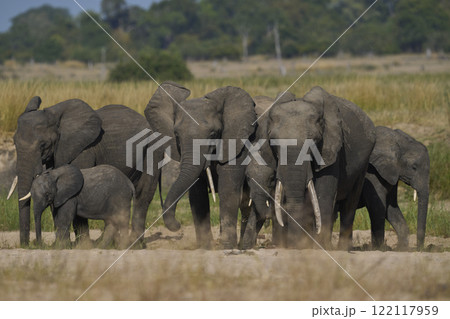 African Elephants drinking at a sand river 122117959