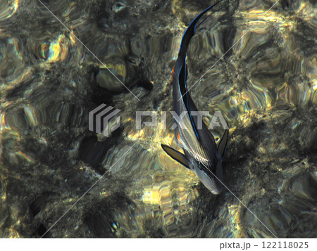 Surgeon-Fish in the water among the highlights on the stone bottom of the sea Surgeon-Fish in the water among the highlights on the stone bottom of the sea 122118025