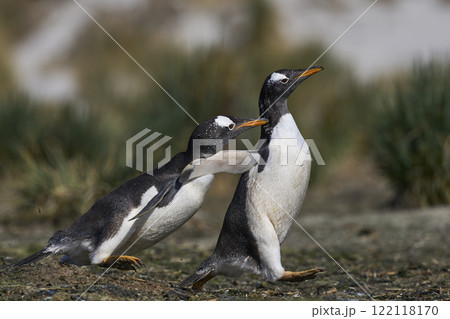 Gentoo Penguins squabbling Gentoo Penguins squabbling 122118170