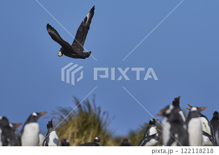 Falkland Skua with penguin egg Falkland Skua with penguin egg 122118218