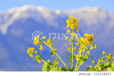 春の訪れを告げる菜の花 春の訪れを告げる菜の花 122118221