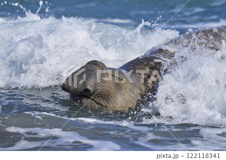 Male Southern Elephant Seal Male Southern Elephant Seal 122118341