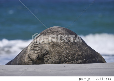 Male Southern Elephant Seal Male Southern Elephant Seal 122118343