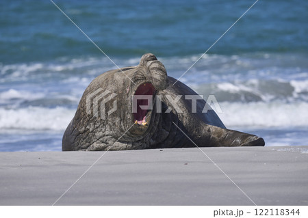 Male Southern Elephant Seal 122118344