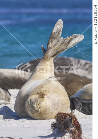 Female Southern Elephant Seal 122118354