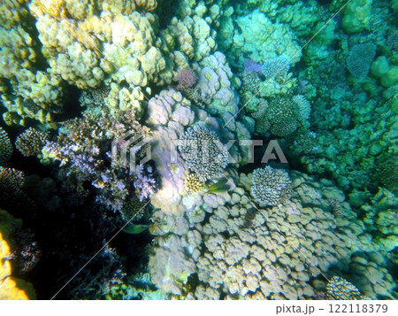 Exploring the Vibrant Coral Reefs of the Red Sea in Hurghada, Egypt During a Sunny Tropical Day 122118379