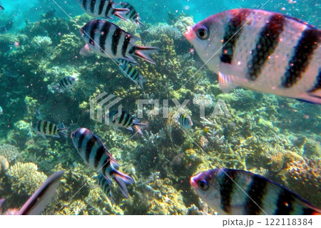 Vibrant Coral Reef Teeming With Marine Life in Hurghada, Red Sea During Sunny Tropical Day 122118384