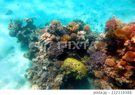 Exploring the Vibrant Coral Reef of the Red Sea in Hurghada, Egypt During a Tropical Adventure 122118388