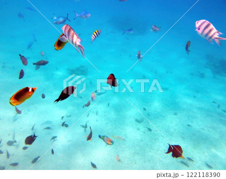 Vibrant Marine Life in the Coral Reef of Hurghada, Egypt, Showcasing Tropical Fish Underwater 122118390
