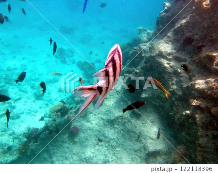 Exploring the Underwater Coral Reef of Red Sea in Hurghada, Egypt, Revealing Vibrant Marine Life 122118396