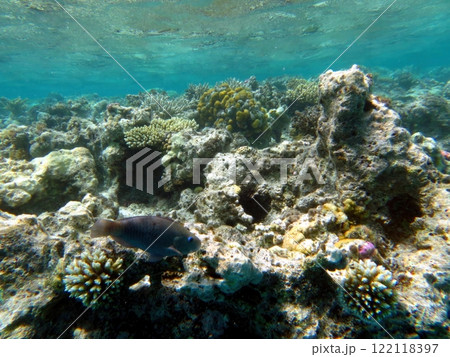 Exploring the Vibrant Coral Reef and Marine Life in Hurghada, Egypt's Red Sea 122118397