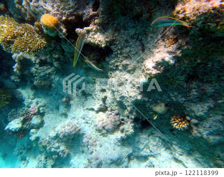 Amateur Exploration of the Vibrant Coral Reef Ecosystem in the Red Sea at Hurghada, Egypt 122118399