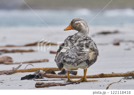 Male Falkland Steamer Duck preening Male Falkland Steamer Duck preening 122118418