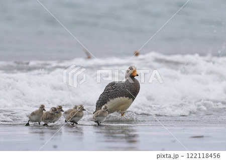 Male Falkland Steamer Duck with brood Male Falkland Steamer Duck with brood 122118456
