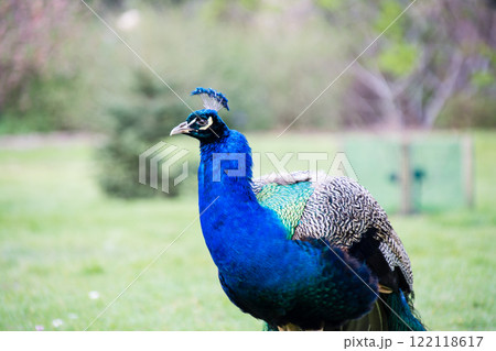 優雅に芝生の上を行くきれいな藍色の首周りの羽をもつ大きな孔雀　ロンドン郊外のキューガーデンにて 122118617