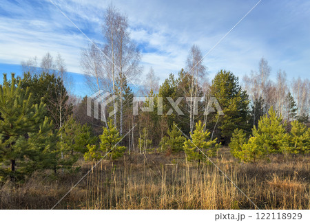 Natural landscape with green coniferous trees against a blue sky 122118929