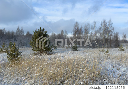 Winter landscape with snow-covered pine trees and grasses under soft sunlight 122118936