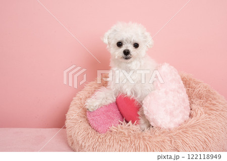 ピンクバックとマルチーズのバストアップ ピンクバックとマルチーズのバストアップ 122118949