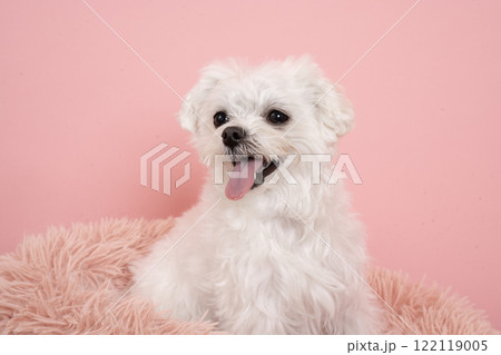 ピンクバックと微笑むマルチーズのバストアップ 122119005