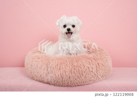ピンクバックと微笑むマルチーズのバストアップ 122119008