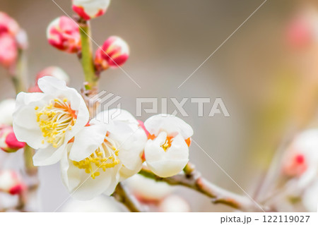 梅の花 122119027