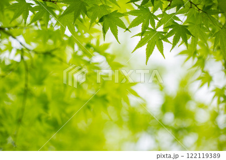 新緑の楓 122119389