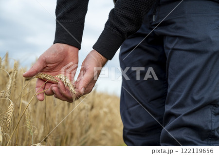 Farmer holding ripening ears of wheat growing in the field Farmer holding ripening ears of wheat growing in the field 122119656