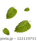 Lemon balm, common balm or balm mint Melissa officinalis leaves isolated on white background. Alternative medicinal plants, medical herb 122119731
