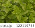 Lemon balm, common balm or balm mint. Melissa officinalis growing in the garden. It is a medicinal herb with vibrant green leaves. Top view background. 122119733