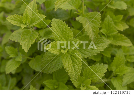 Lemon balm, common balm or balm mint. Melissa officinalis growing in the garden. It is a medicinal herb with vibrant green leaves. Top view background. 122119733