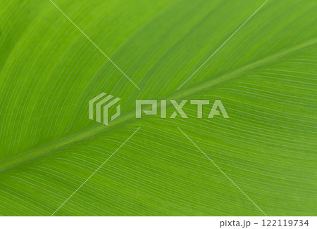 Macro of light green leaf nature background, copy space, pattern, wallpaper. Abstract of leave texture, green business, ecology, organic greenery, natural product background Macro of light green leaf nature background, copy space, pattern, wallpaper. Abstract of leave texture, green business, ecology, organic greenery, natural product background 122119734