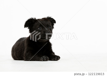An incredibly adorable black puppy is lying comfortably on a soft white background surface 122119813