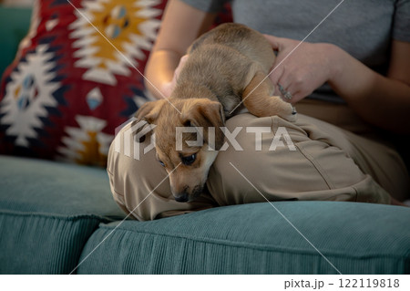 An Adorable Puppy is Relaxing Comfortably on a Cozy Couch Right Next to Its Owner 122119818