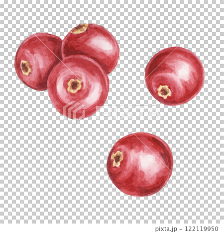 Red cranberry or lingonberry watercolor clipart featuring realistic berries. Ideal for designing festive patterns, food packaging, eco-themed projects, or Nordic-inspired craft labels and branding 122119950