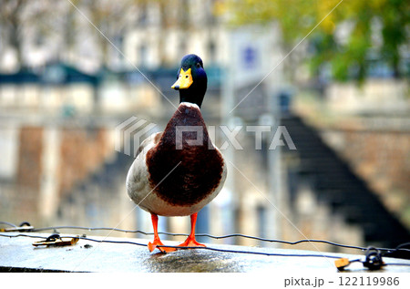 Colorful duck out of the water, on the wall by the river. Selective focus. blurred background 122119986