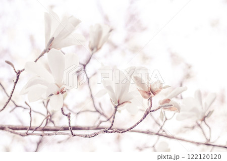 Beautiful magnolia flowers on delicate branches in soft natural lighting Beautiful magnolia flowers on delicate branches in soft natural lighting 122120120