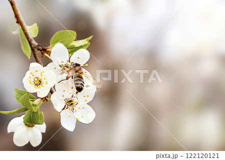 Bee pollinating white blossoms on tree branch during springtime with soft blurred background Bee pollinating white blossoms on tree branch during springtime with soft blurred background 122120121